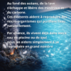 procédé biomimetique tablette clean water tab Novpool piscine